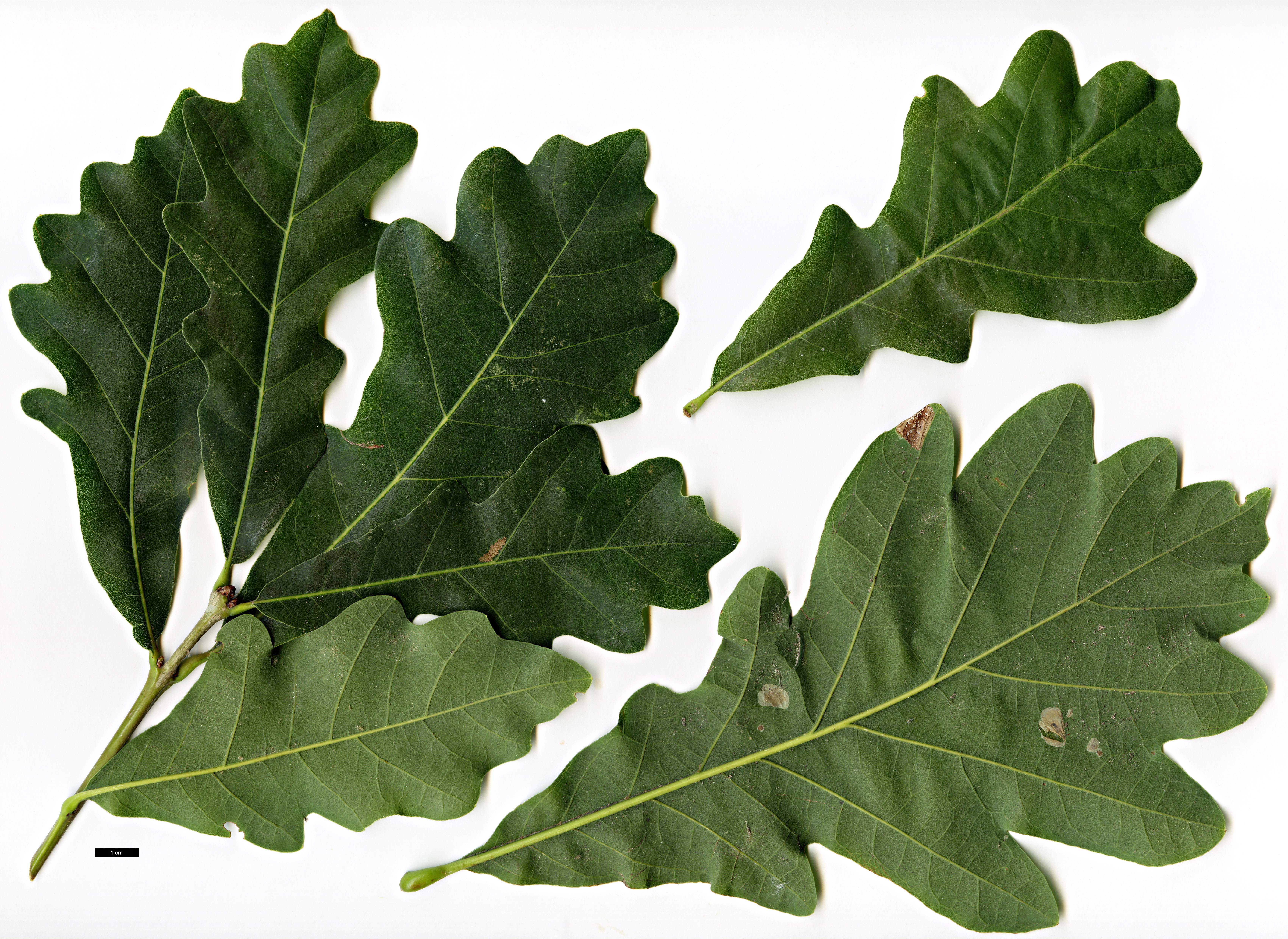 High resolution image: Family: Fagaceae - Genus: Quercus - Taxon: ×warei - SpeciesSub: 'Chimney Fire' (Q.bicolor × Q.robur)